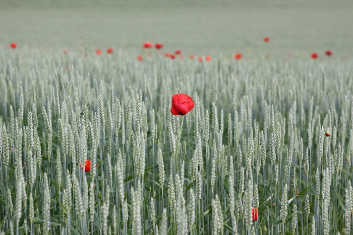 Coquelicot a Clarens - 010